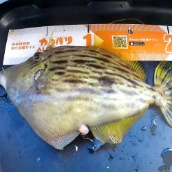 意外と釣れた船カワハギ！