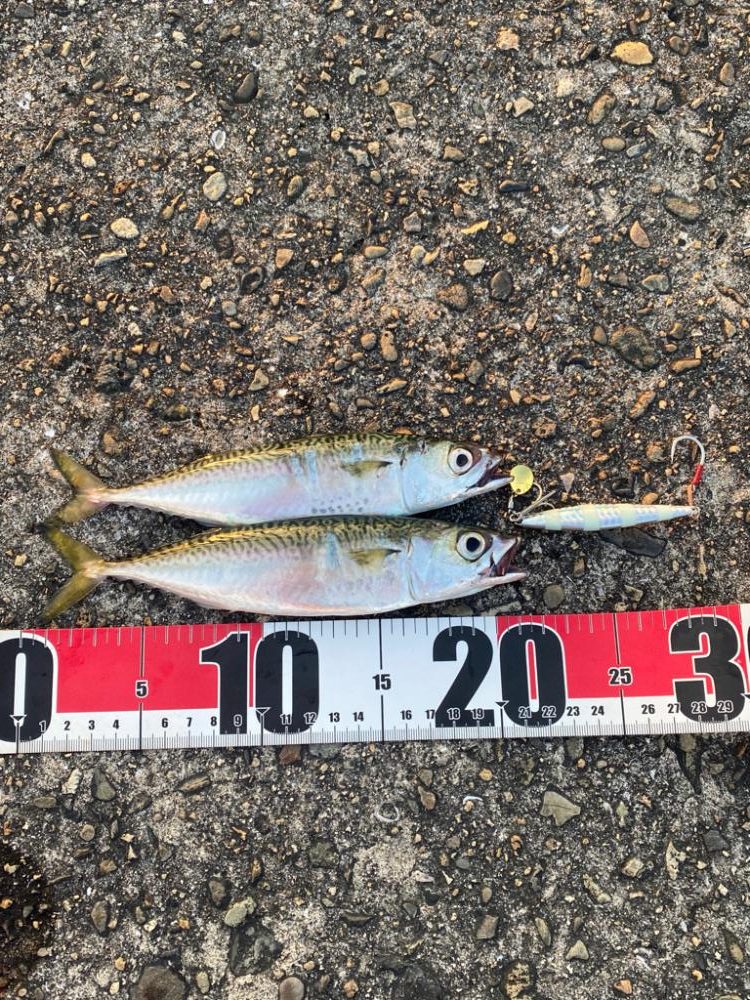 シマウマ坊主初出勤　坊主の巣窟　坊主ジグ