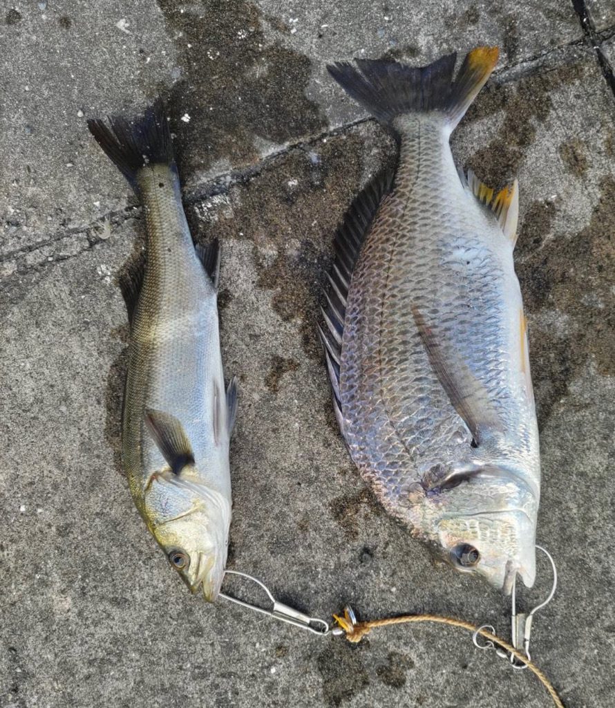 チヌとセイゴの時合いは一緒でした