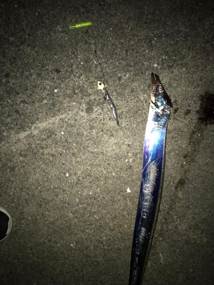 シーズン初タチ