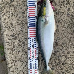 姫路の青物シーズン開幕