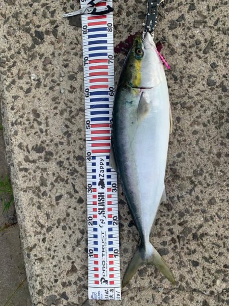 姫路の青物シーズン開幕