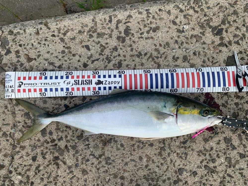 姫路の青物シーズン開幕