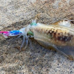 明石でエギング