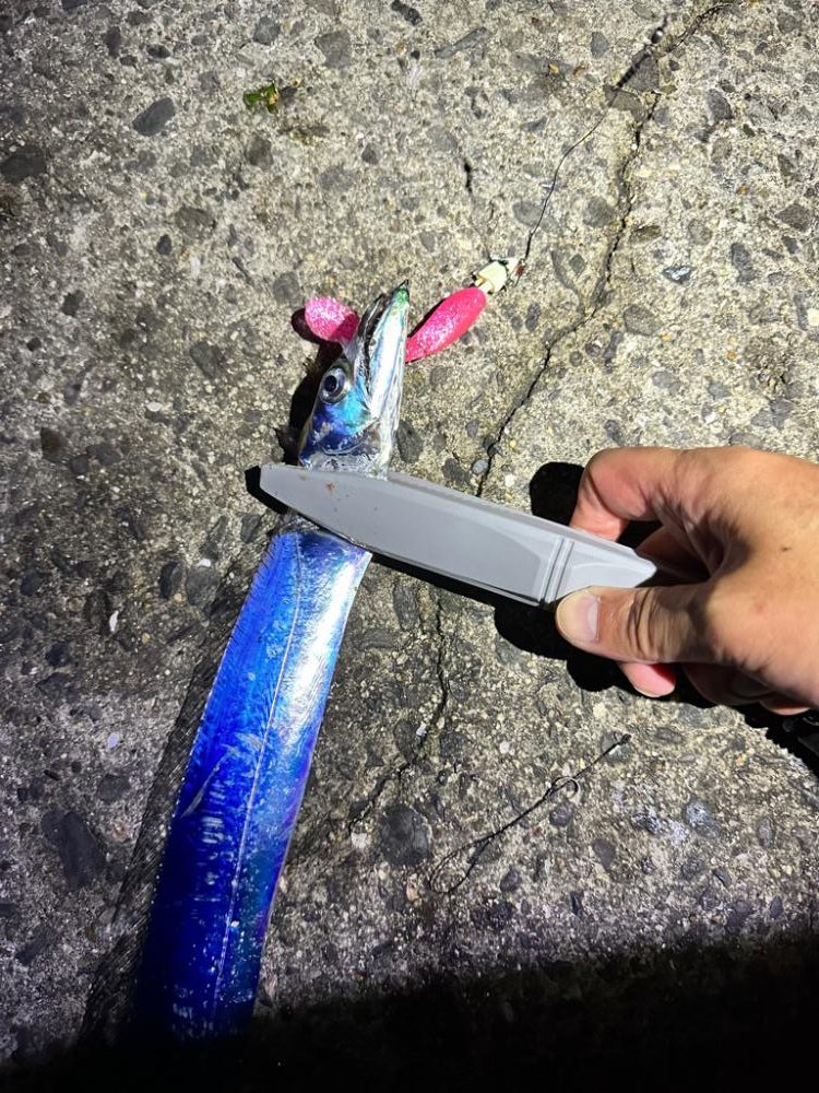 岬町タチウオゲーム