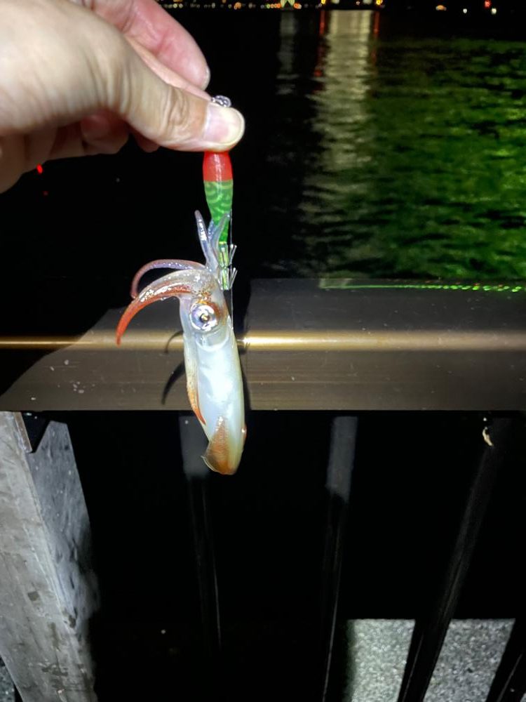 なんとか1匹🦑