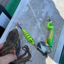 ラストオクトパス