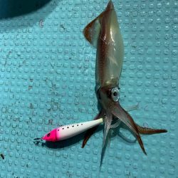 イカメタル終盤か