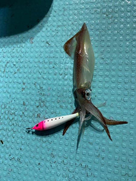 イカメタル終盤か