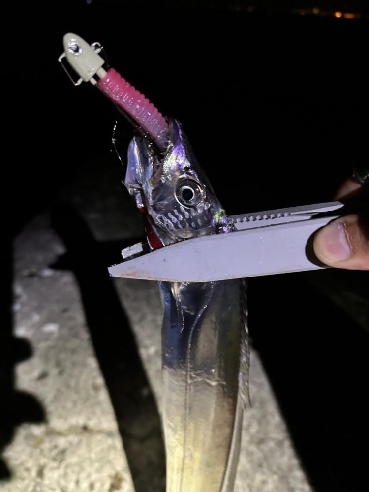 沖堤防タチウオ