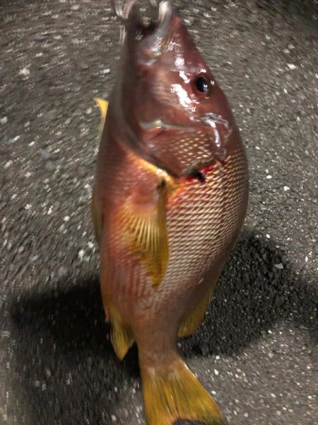 シブダイぶっ込み