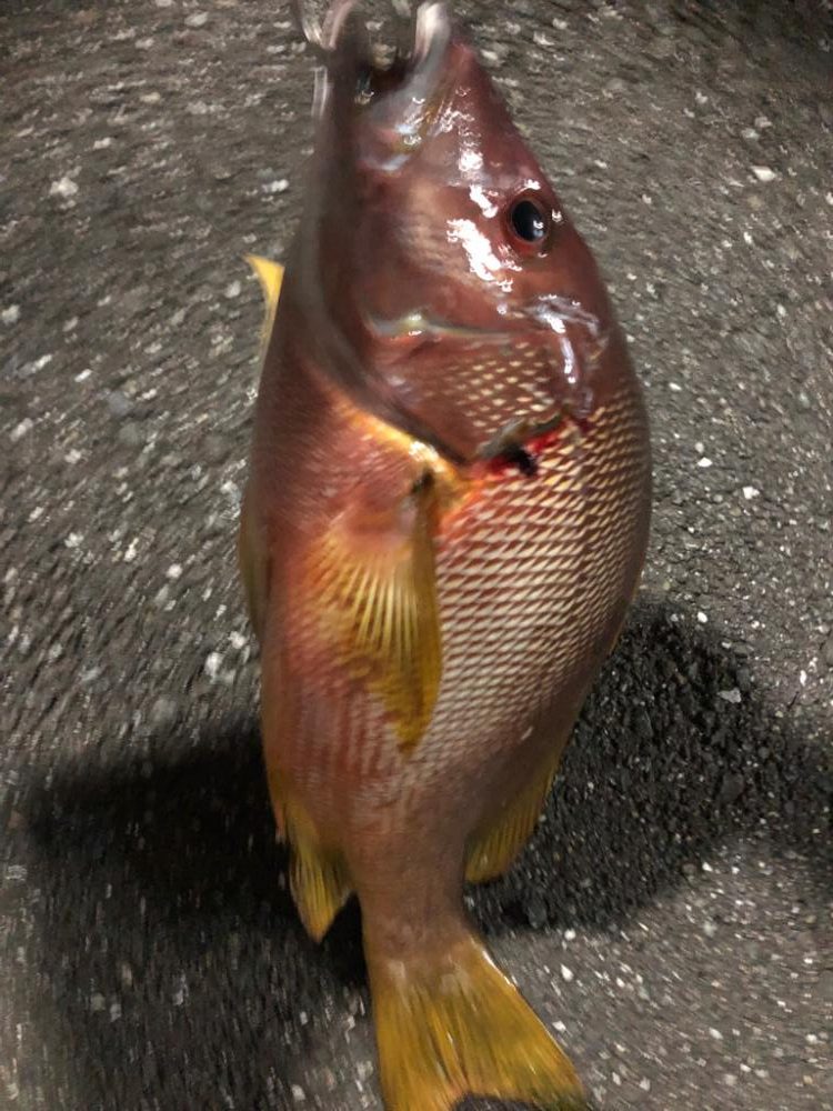 シブダイぶっ込み