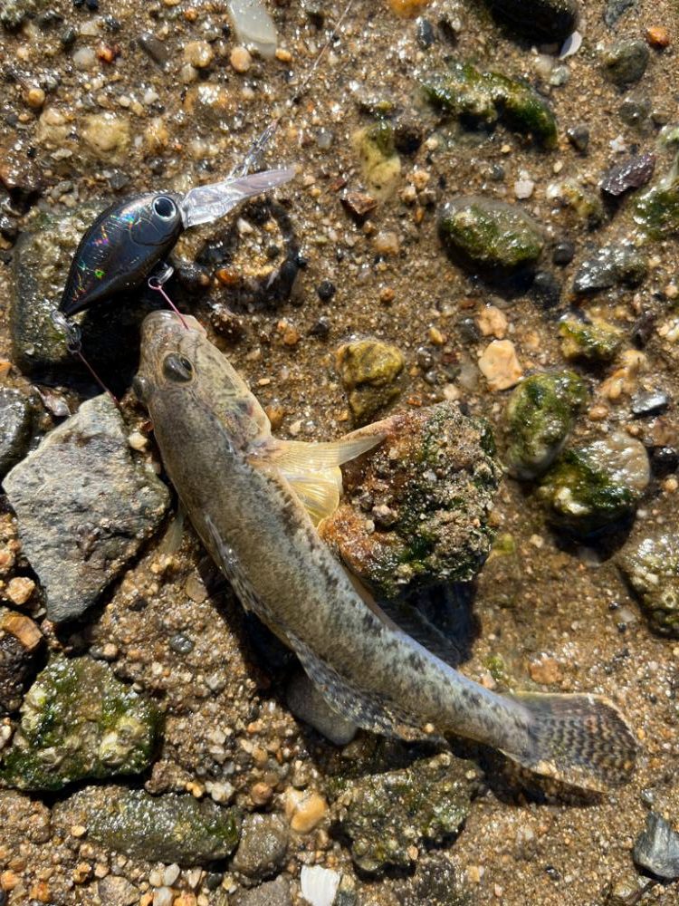 またまたハゼクラ！