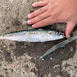 北海道のイワシは大きい