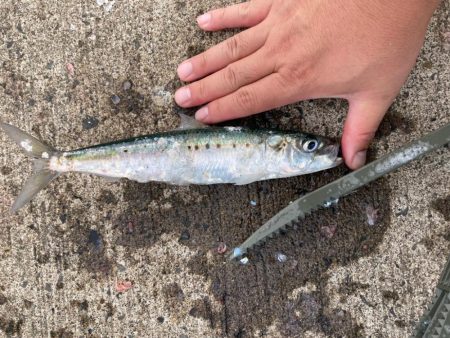 北海道のイワシは大きい
