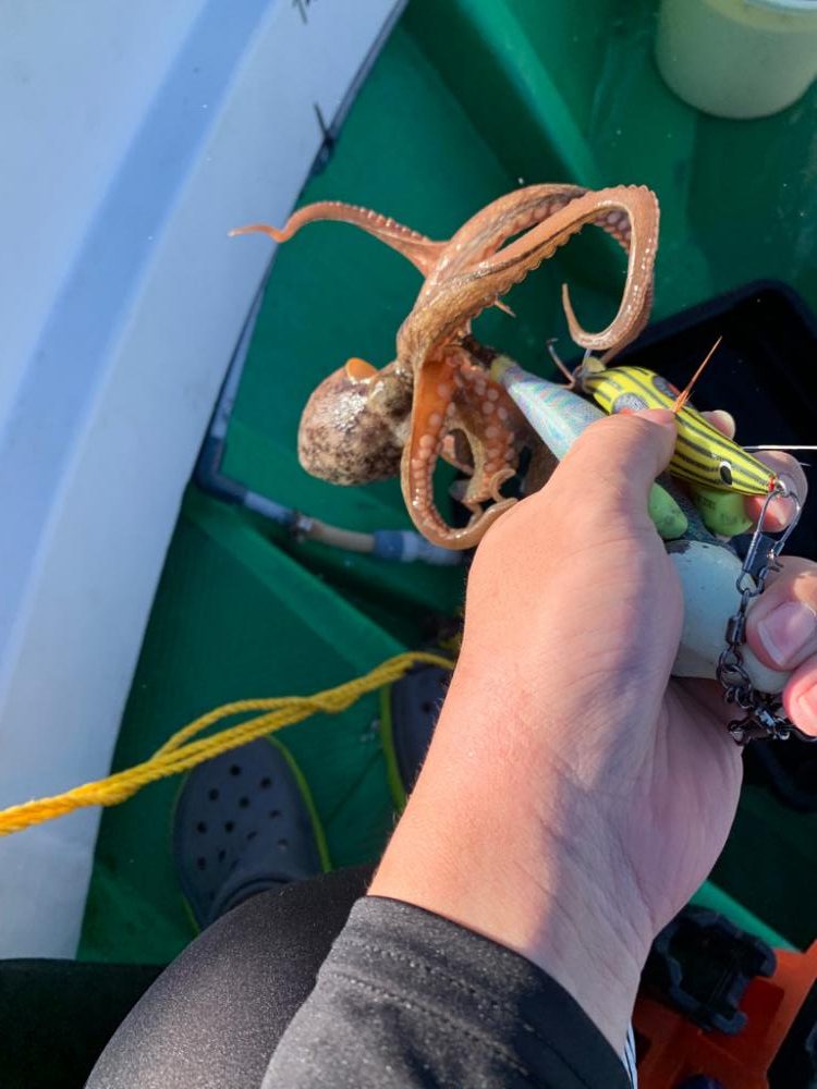 ラストオクトパス