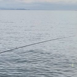 ベイトボールいっぱい( ・∇・)