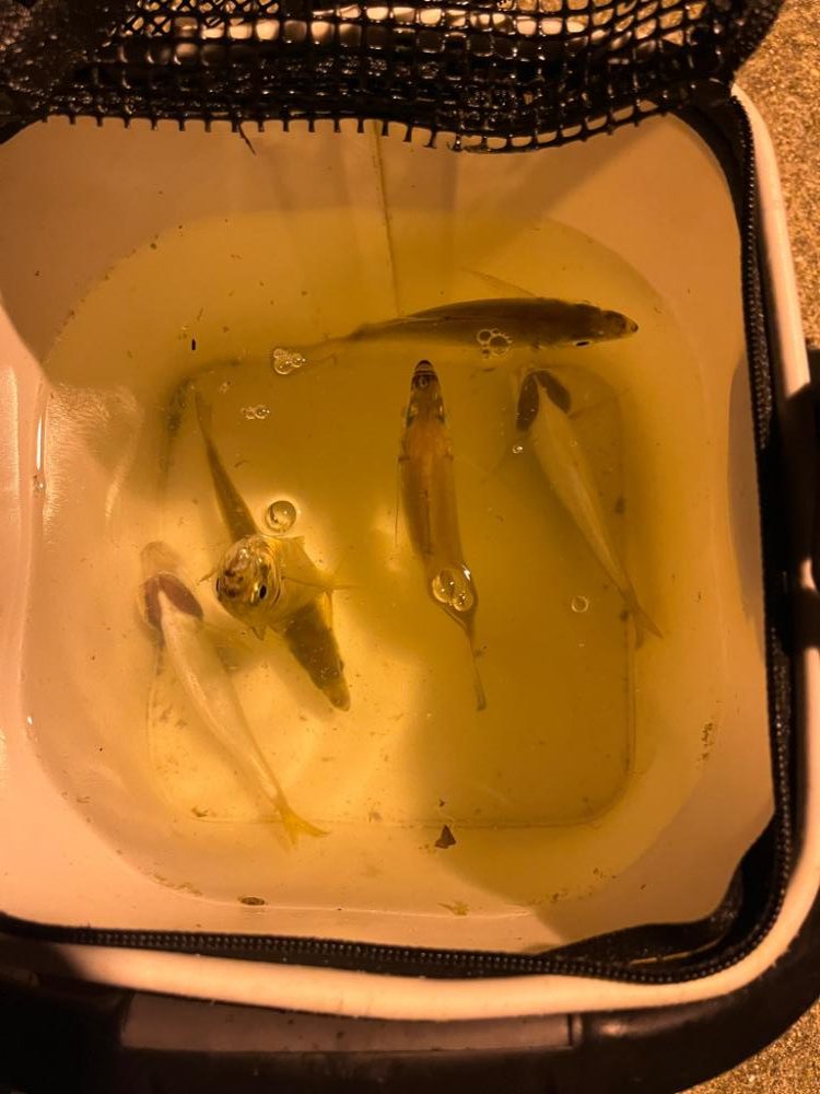 アジングスタート❗️