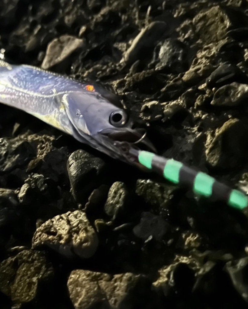 シマウマ坊主でアレ