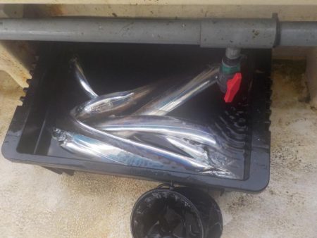 タチウオ開幕戦〜盛和丸〜