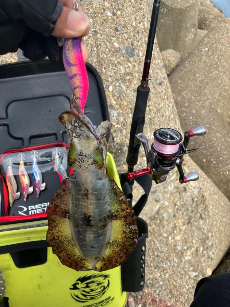 出勤前エギング(^｡^)