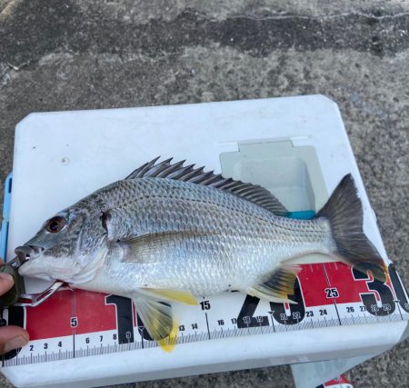 胴付き？駄目だよ、ちょい投げじゃなきゃのシ…