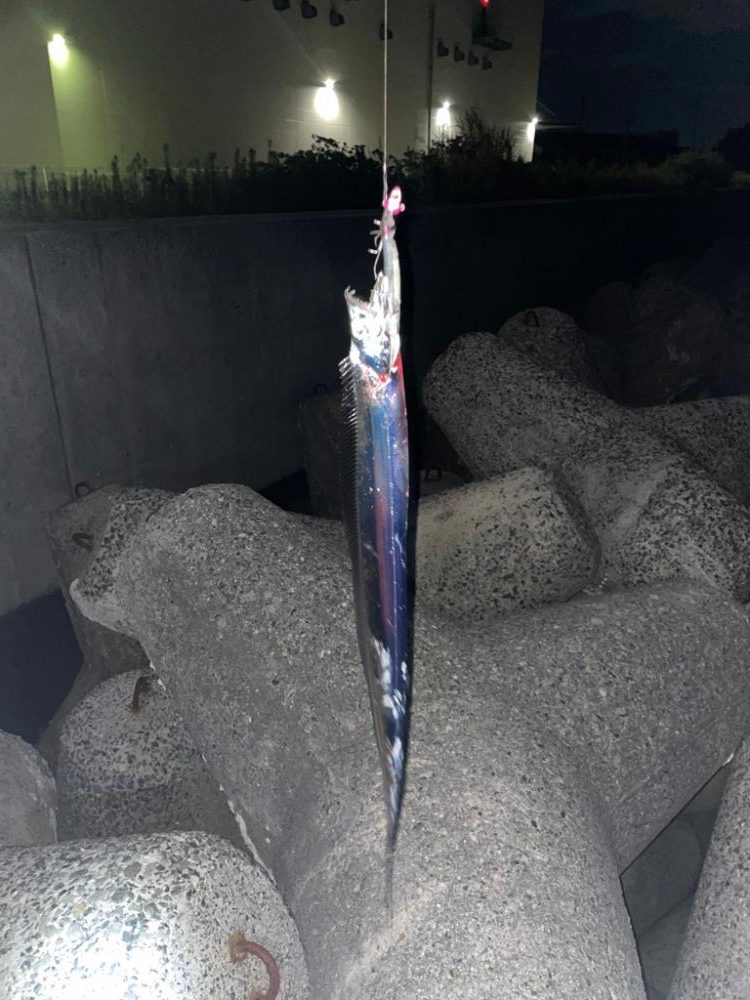 アコウとタチウオ