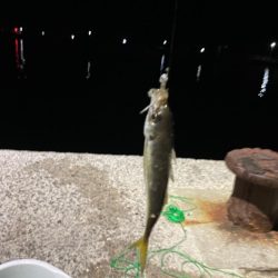 アジング、エギング、初心者