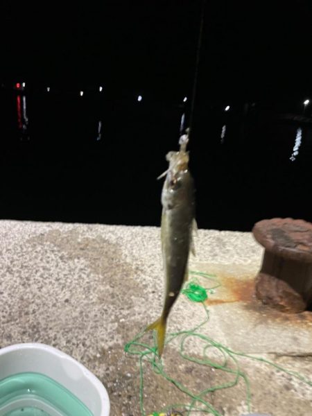 アジング、エギング、初心者