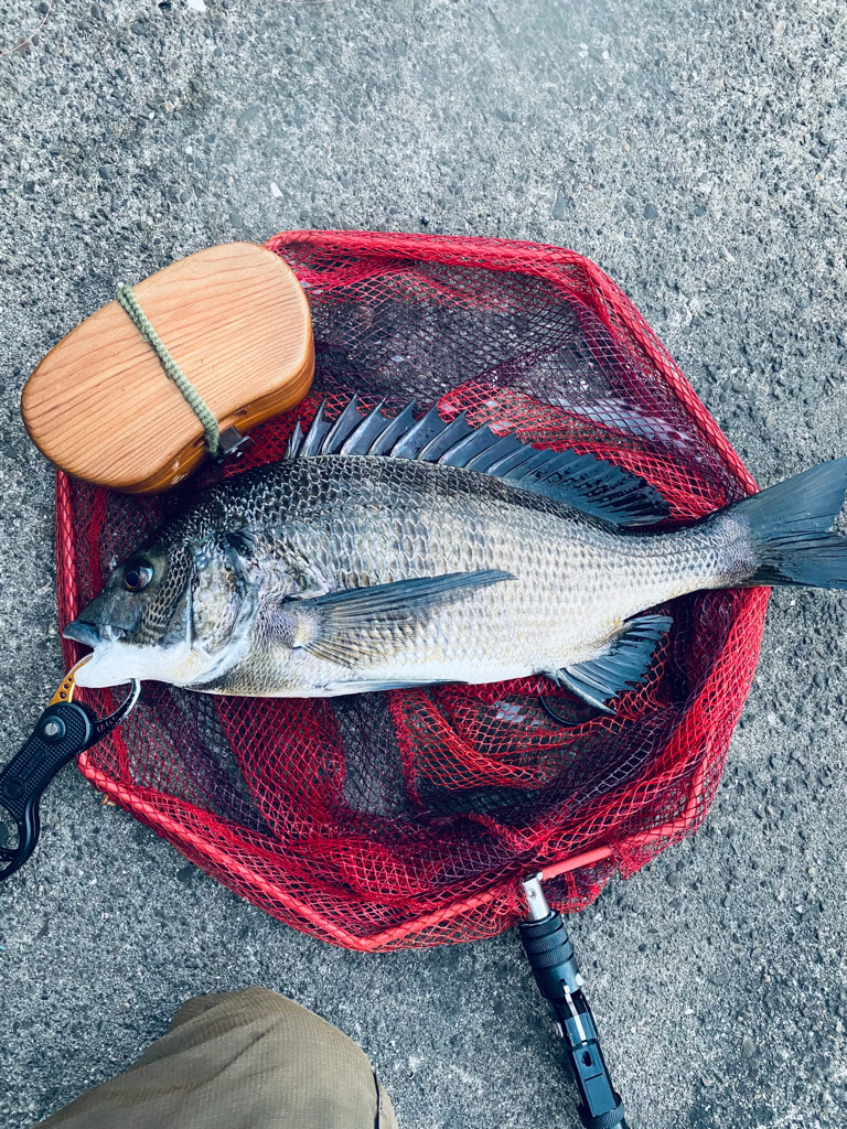 ヘチってきました