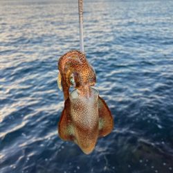 秋イカはまだ早い？