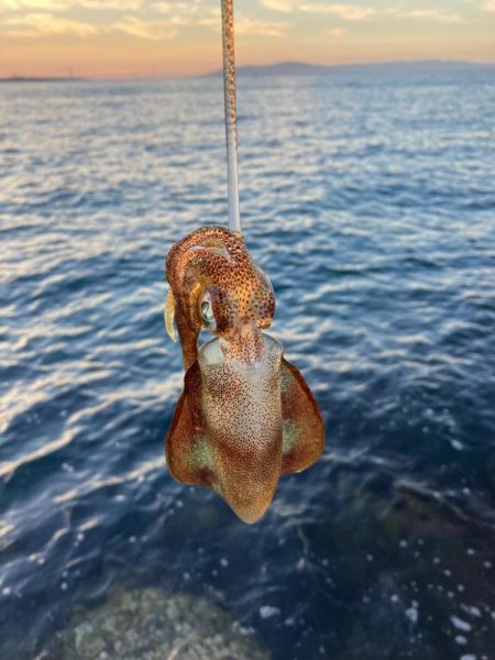 秋イカはまだ早い？