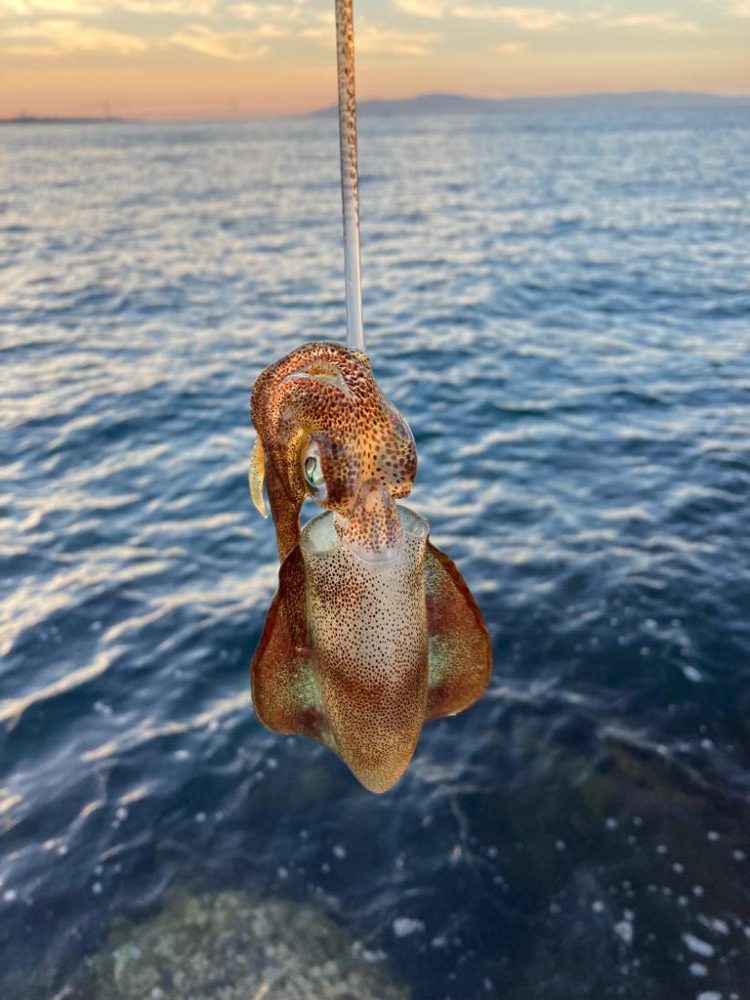 秋イカはまだ早い?