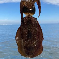 アオリのちタチ