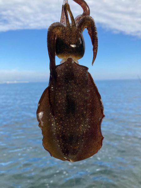 アオリのちタチ