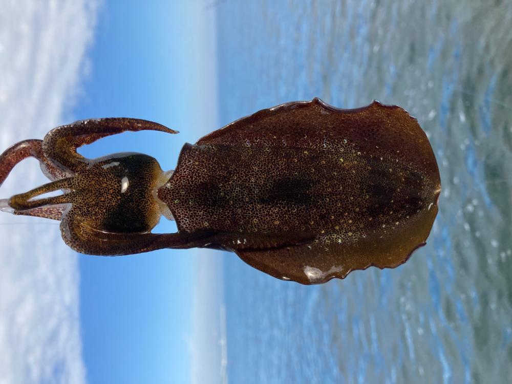アオリのちタチ