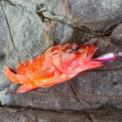 苦しい時のジャックアイTGスイム