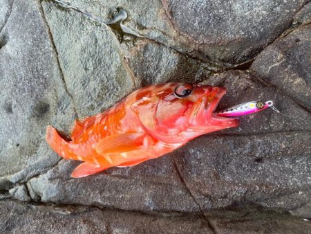 苦しい時のジャックアイTGスイム