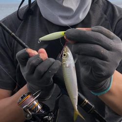 カマスもアジも少し大きくなってます！