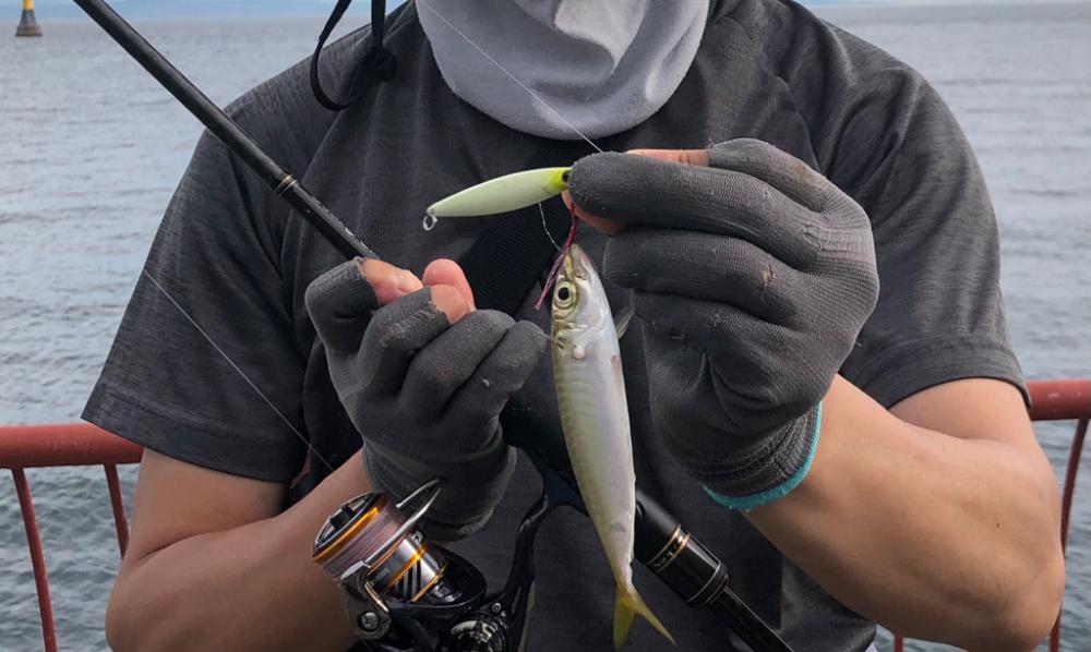 カマスもアジも少し大きくなってます！