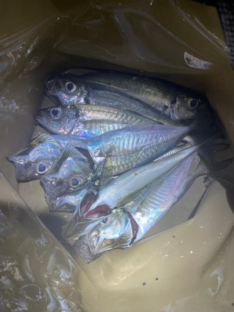 アジングシーズン！