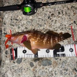 リールのドラグがwww