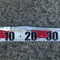 風と波と南の人