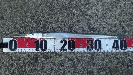 風と波と南の人