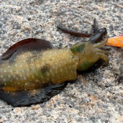 安定の激渋かと思ったら朝から連チャンモード