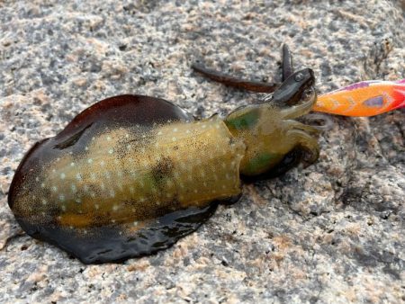 安定の激渋かと思ったら朝から連チャンモード