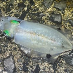 ナイトエギング｜いきなり３連からの撃沈！