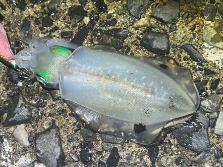 ナイトエギング｜いきなり３連からの撃沈！