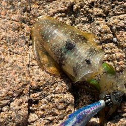 姫路離島でエギング｜超激渋！