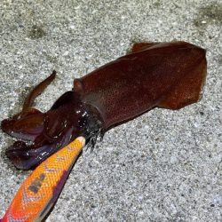 姫路離島でライトエギング